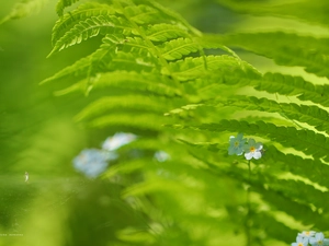fern, forget-me-not