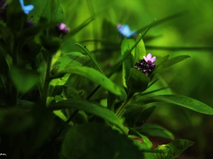 Pink, forget-me-not