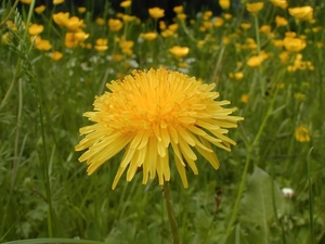 common, Colourfull Flowers, nun