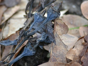 dry, Leaf, oak, Platycodon