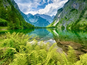 Mountains, Berchtesgaden National Park, Alps, trees, Bavaria, Germany, fern, Obersee Lake, viewes
