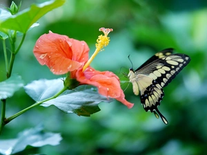 Colourfull Flowers, butterfly, Oct Queen, hibiskus