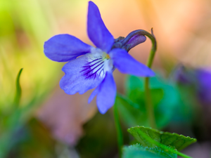 Colourfull Flowers, Viola odorata, Leaf, blue