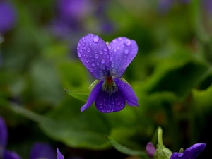 Colourfull Flowers, Viola odorata