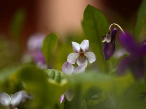 blurry background, Viola odorata, Colourfull Flowers