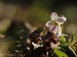 ladybird, White, Viola odorata