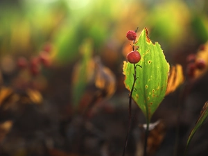 leaf, Fruits, lily of the Valley, Red