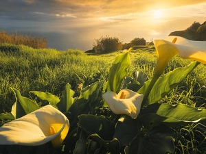 Meadow, Calla, rays of the Sun, Flowers