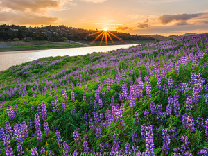 Meadow, River, rays of the Sun, lupine