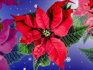 Colourfull Flowers, star of Bethlehem, graphics, poinsettia