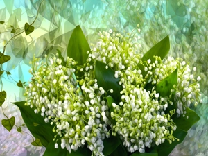 lily of the Valley, graphics