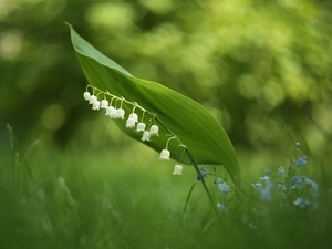 Forget, Flowers, lily of the Valley