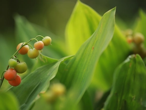Leaf, blueberries, lily of the Valley
