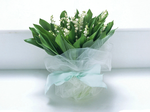 small bunch, Lily of the Valley