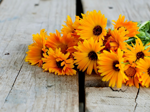 boarding, Orange, Calendula Officinalis