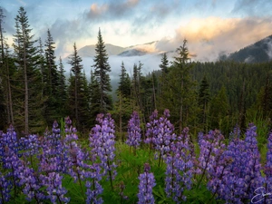 viewes, Washington, Mountains, Fog, forest, The United States, Olympic National Park, clouds, lupine, trees