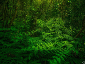 trees, Green, green ones, fern, viewes, forest