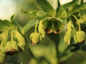 green ones, Helleborus, Buds, Flowers
