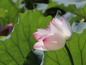 Leaf, lotus, green ones