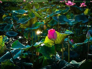 Colourfull Flowers, green ones, Leaf, lotus