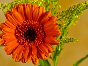 Gerbera, Colourfull Flowers, Orange