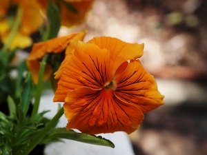 pansy, Colourfull Flowers, Orange