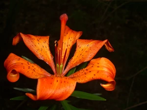 Lily, Orange, Colourfull Flowers, Tiger