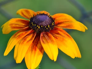 Rudbeckia, Orange