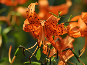 Flowers, Tiger lily, Orange