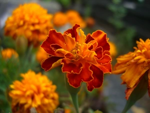 Orange, Colourfull Flowers, Tagetes, Stinkers, Tagetes