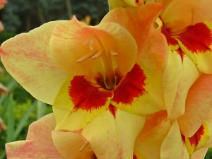 Orange, Flowers, gladioli
