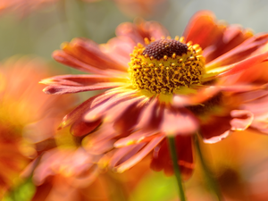 Close, Orange, Helenium, Colourfull Flowers