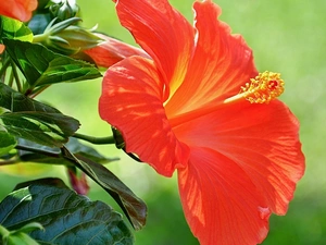 Orange, hibiskus