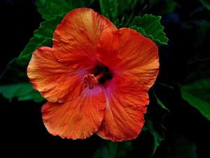 Orange, hibiskus