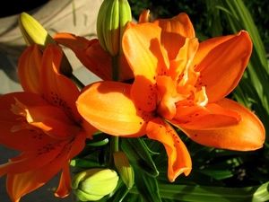 Lily, Buds, Leaf, Orange