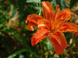Lily, Orange