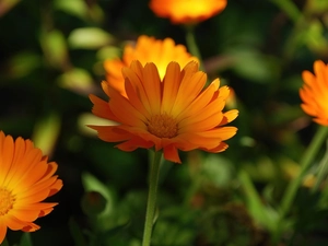 Orange, Calendula Officinalis