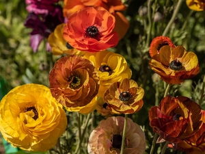 Persian Buttercup, Yellow, Orange