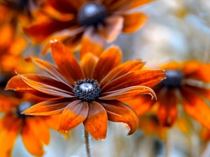 Rudbeckia, Colourfull Flowers, Orange