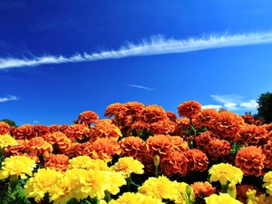 The Background, Heaven, Orange, Yellow, Tagetes