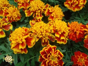 Orange-yellow, Tagetes