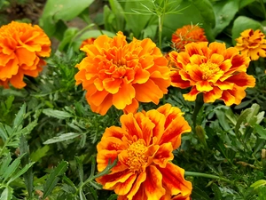 Orange, Tagetes