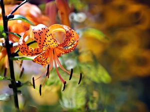Colourfull Flowers, Tiger lily, Orange