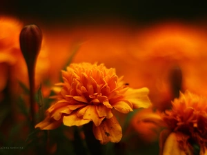 Orange, Tagetes, Turki