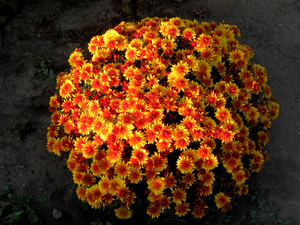 Orange, chrysanthemum, yellow
