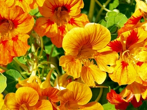 Orange, nasturtiums, yellow