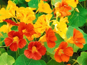 Orange, nasturtiums, Yellow