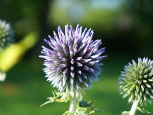 Violet, Orb, Echinops, Colourfull Flowers