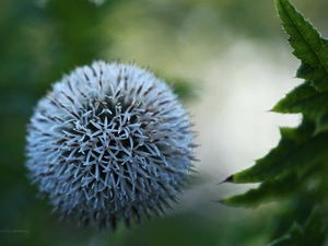 Echinops Ritro, White, Orb