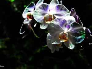 orchid